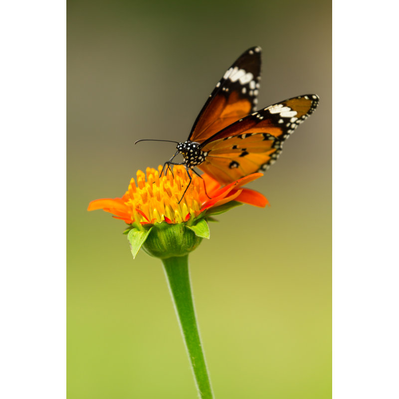 Butterfly Feeding - Wrapped Canvas Print, 46cm H x 30cm W x 3.8cm D