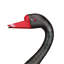 Cygne noir 18 po