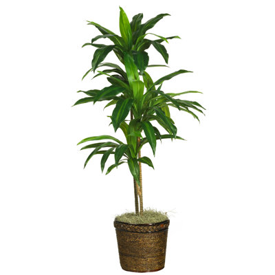 48'' Faux Dracaena Plant in Plywood Basket