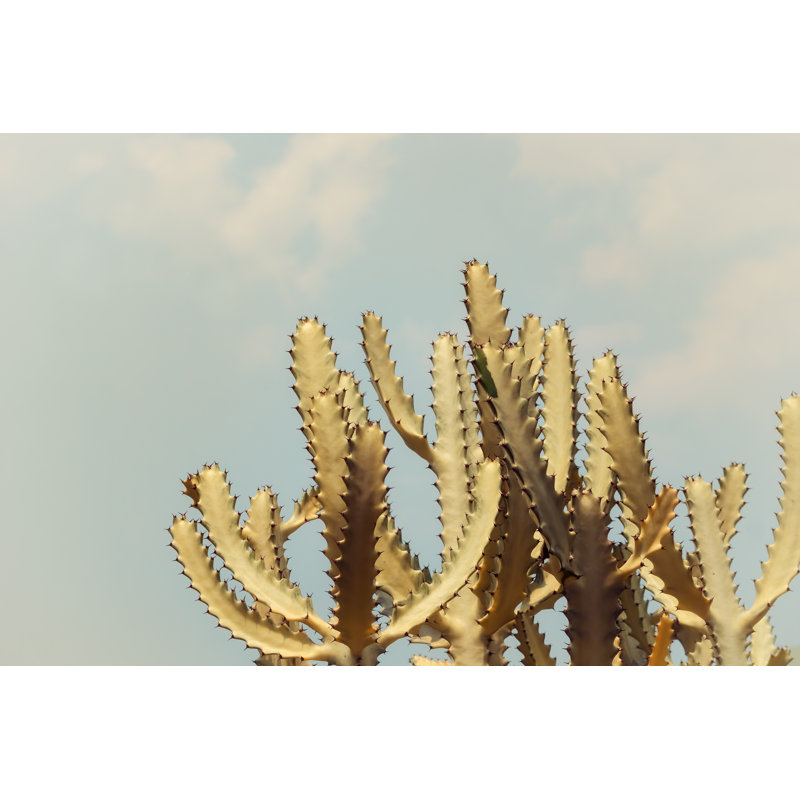 Tillar Filtered Cactus - Wrapped Canvas Print, 30cm H x 46cm W x 3.8cm D