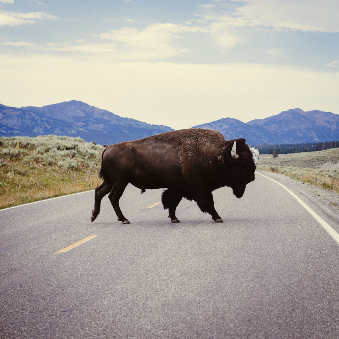 Yellowstone Bison von Ferrantraite - Kunstdrucke auf Leinwand