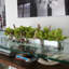 Centre de table orchidée Driftwood Cymbidium-898860794-898860795