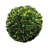 Boxwood Topiary