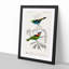Bird Illustrations PL. 2C by Charles d Orbigny - Framed Print-55457167-55457166