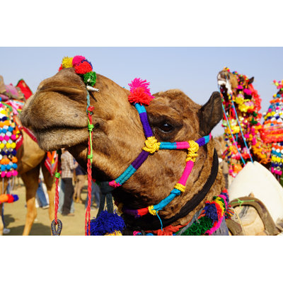 Leicia Portrait Of A Camel - Wrapped Canvas Print