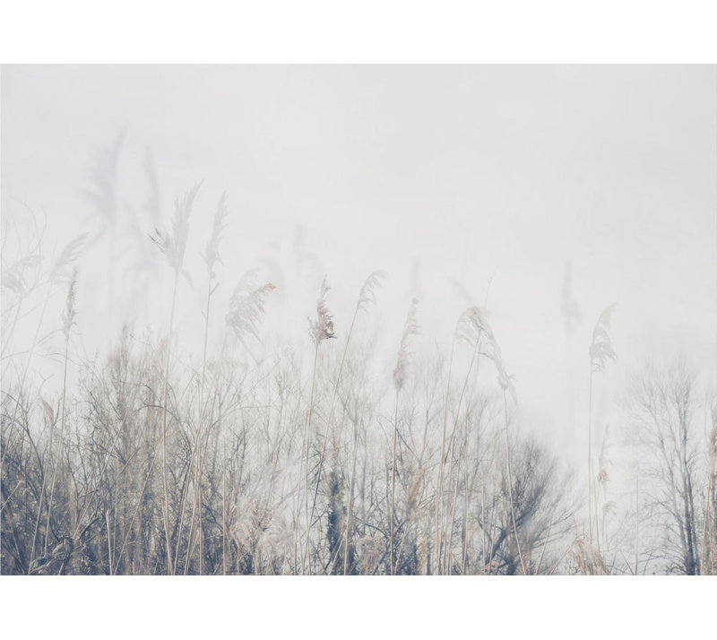 Paysage de roseaux et d'herbes, H 51 po x l 40 po, Blanc