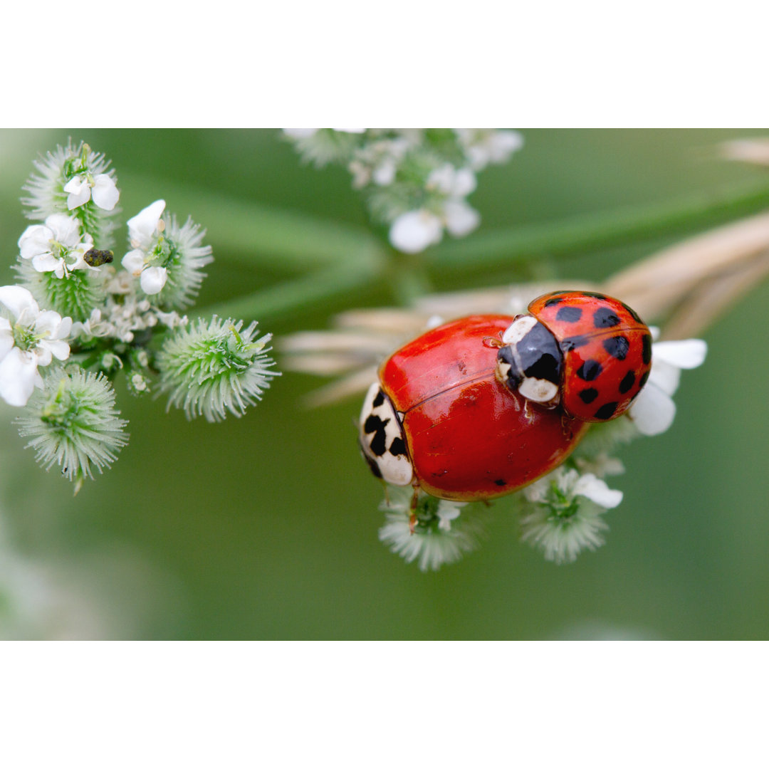 Marienkäfer Pärchen in Liebe von Edi_Eco - Leinwanddrucke