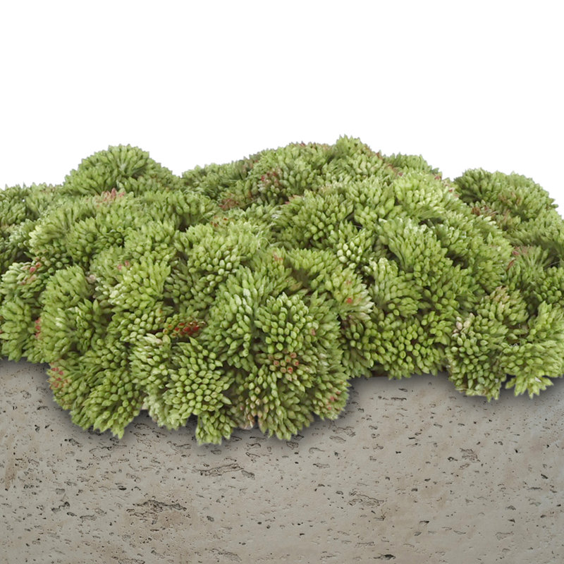 Sedum disposée en pot de fibres, Gris, Vert