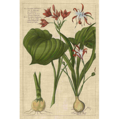 Étude botanique sur lin V
