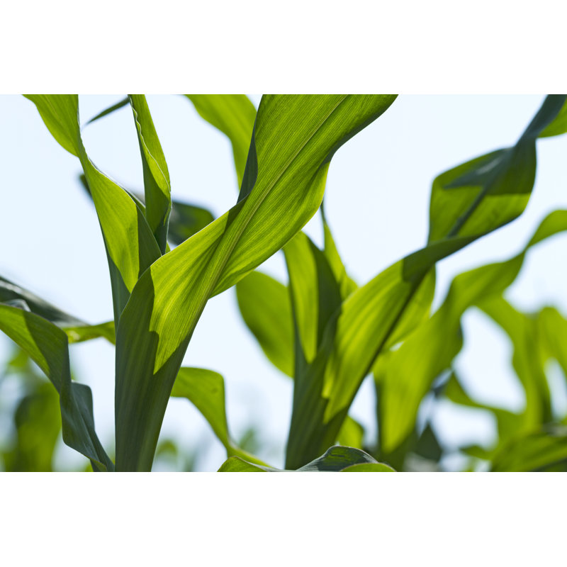 «Young Corn Seedlings» par Kisgorcs - photographie sur toile tendue, L 12 po x H 8 po
