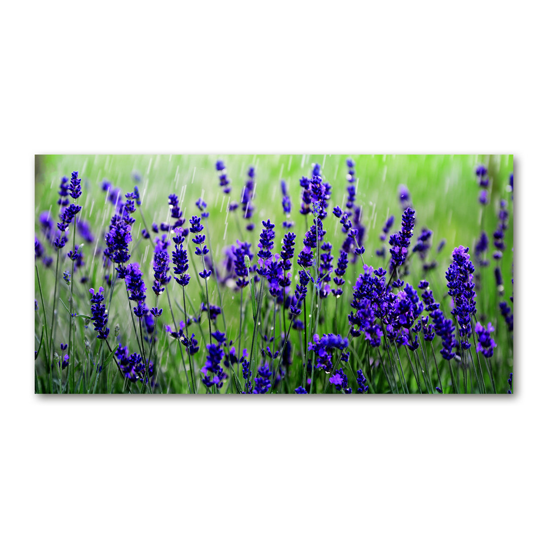 Lavendel - Kunstdrucke auf Leinwand