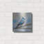 «Titmouse» par Jeanette Vertentes-1174514116