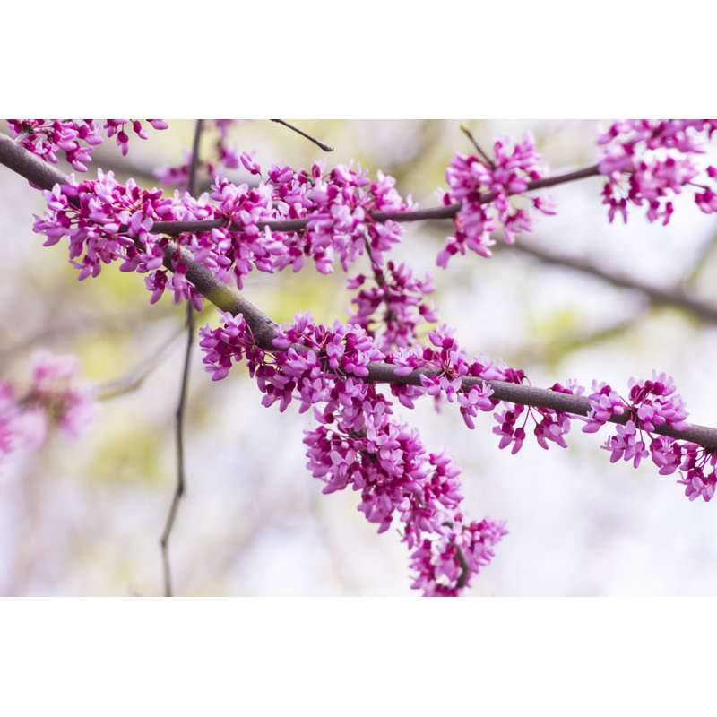 Eastern Redbud Tree Blooming In The Spring by Abriggs21 - Wrapped Canvas Print, 61cm H x 91cm W x 3.8cm D