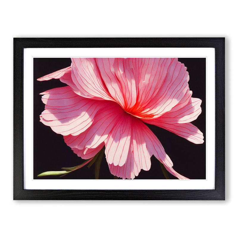 Splendorous Carnation Flower - Framed Print, Black, 46cm H x 64cm W x 2cm D