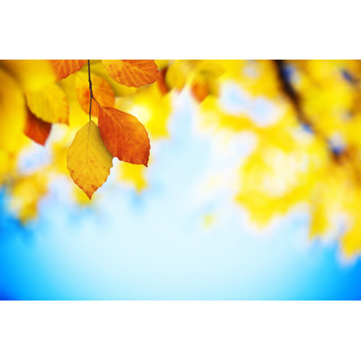 Autumn Foliage by Borchee