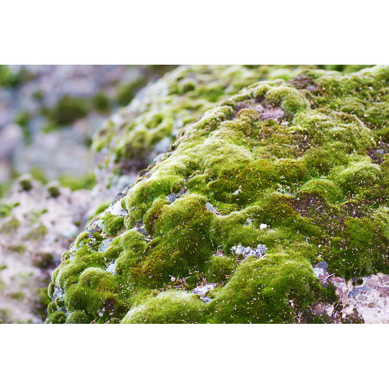 Green Moss - Wrapped Canvas Print, 81cm H x 122cm W