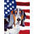 Basset hound 3