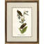 Golden Crested Kinglet Print