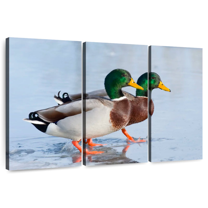 Duo canard colvert Brampt, H 20 po x l 33 po