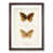 Walnut Framed selected