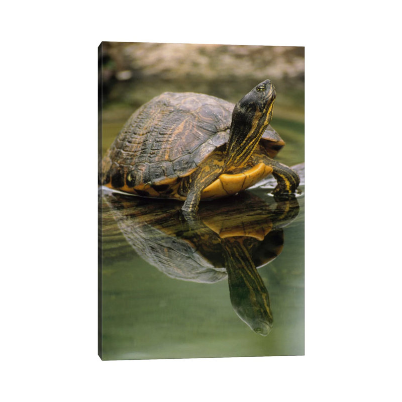 Yellow-Bellied Slider Turtle, Portrait, In Water, North America by Gerry Ellis - Wrapped Canvas Print