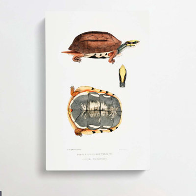 Three Banded Box Terrapin by John Edward Gray - Wrapped Canvas