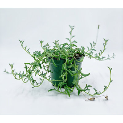 String Of Dolphins! Curio X Peregrinus