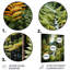 Ferns Fern Forest II - Décoration murale florale et botanique en métal-901051838