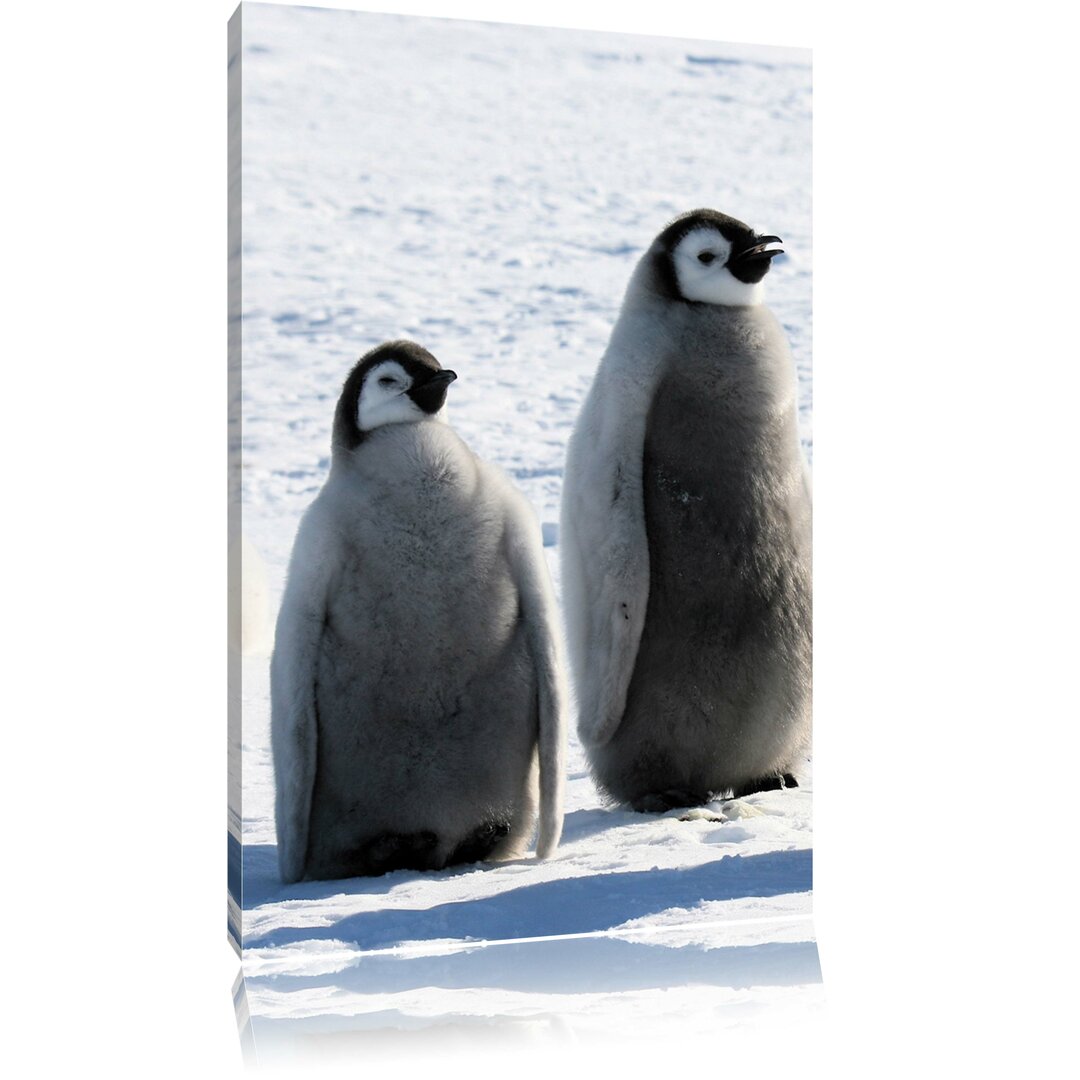 Leinwandbild Pinguinküken