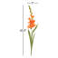GLADIOLUS STEM