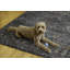 Tapis bleu sarcelle et ivoire Aspers-2134081041