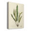 «Curtis Ferns IV», impression sur toile tendue-965016271