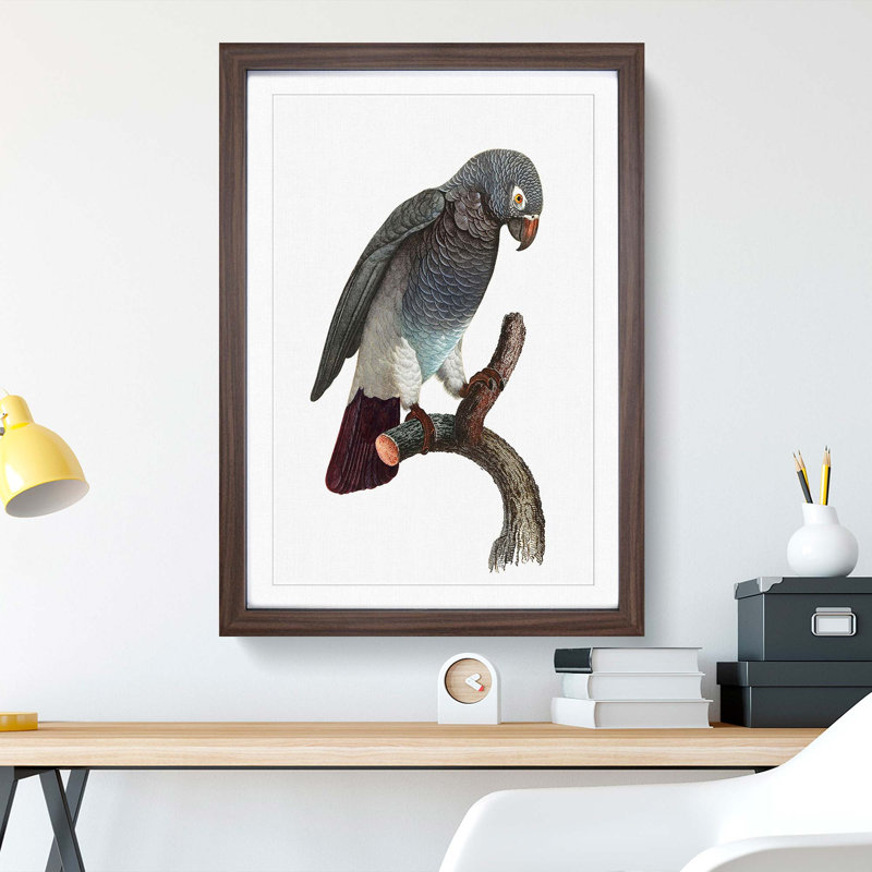Grey Parrot Perched by F. Levaillant - Picture Frame Painting Print, 48cm H x 36cm W x 2cm D, Walnut Framed