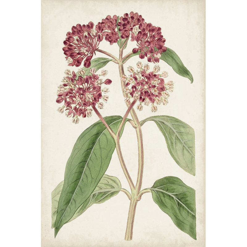 Antique Botanical Collection XI by Ridgeway - Art Prints, 76 cm H x 51 cm W, Wrapped Canvas