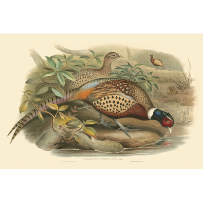 Gould Pheasants I - Wrapped Canvas Print