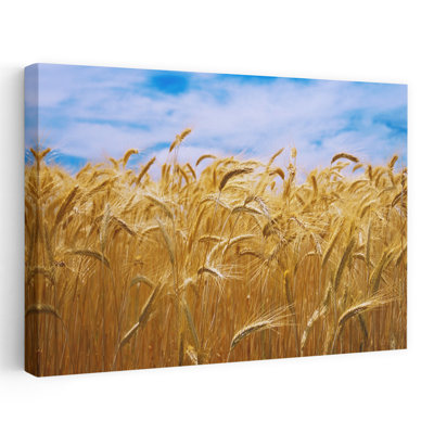 Wheat Growing In A Field Palouse Country Washington State Usa Abstract Contemporary Nature Plant Art