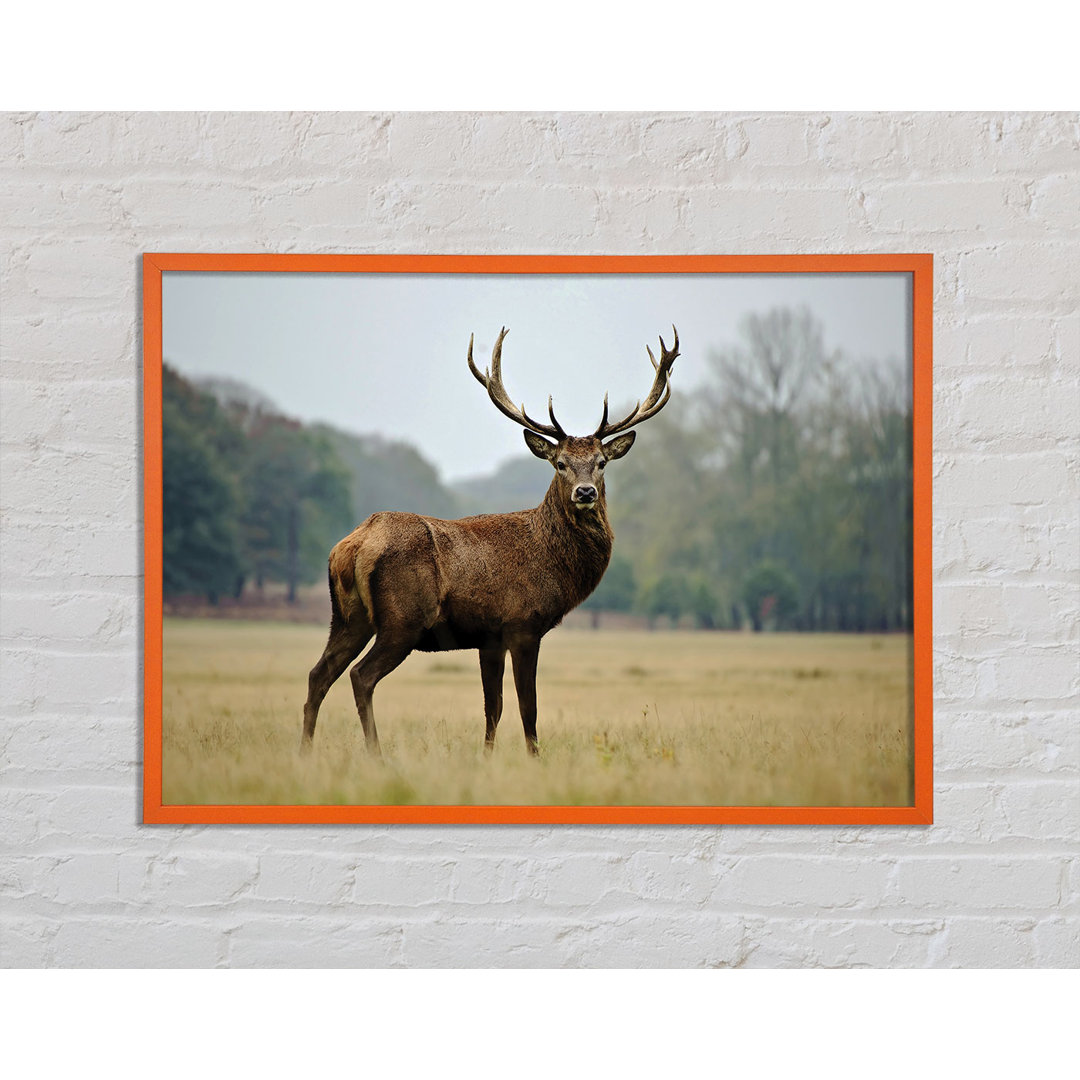 Ravenstein Red Deer Beauty - Einzelner Bilderrahmen Kunstdrucke