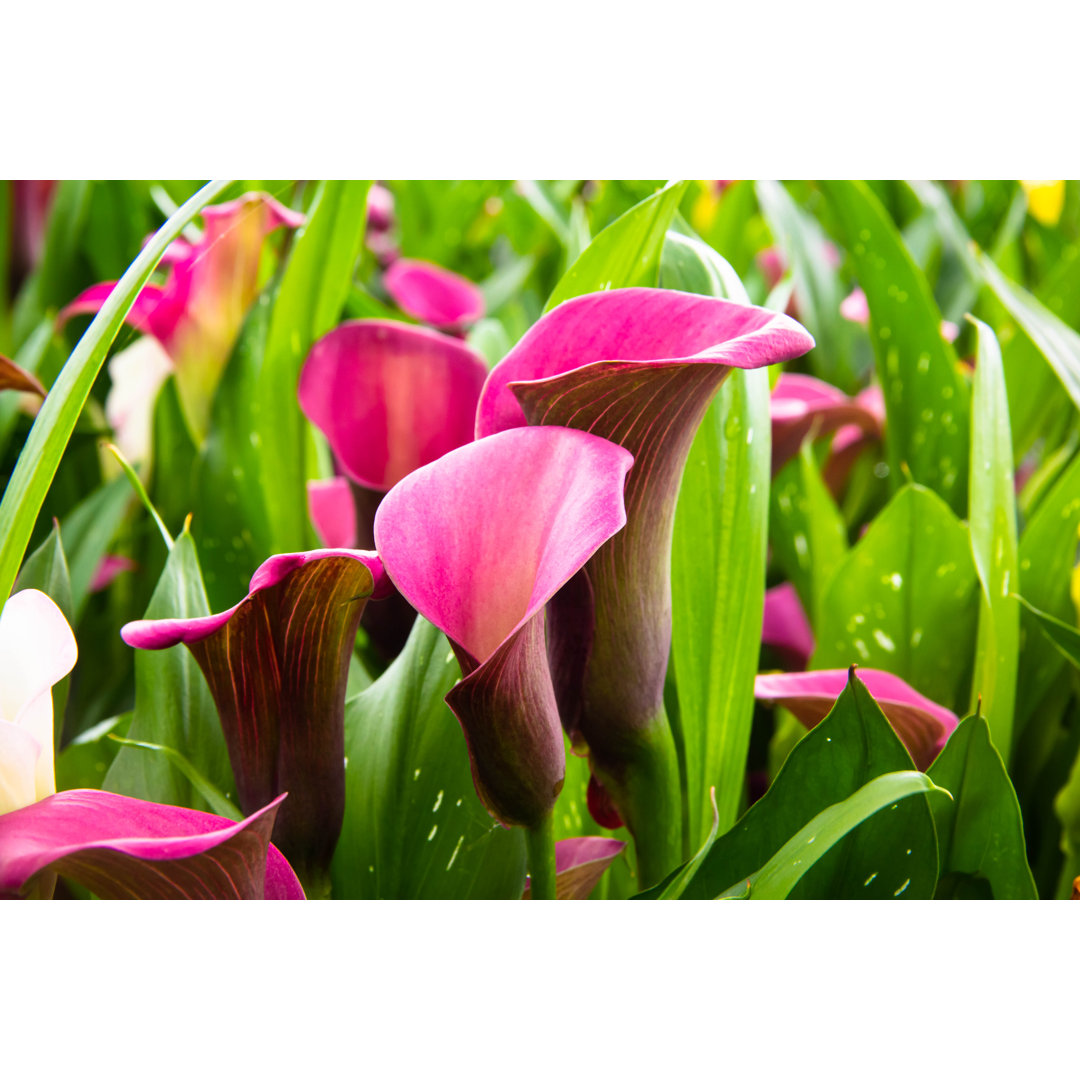 Rosa frische Calla Lilly Blumen - Kunstdrucke auf Leinwand