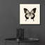 «Butterfly III BW» par Debra Van Swearingen - photographie sans cadre-1003073969