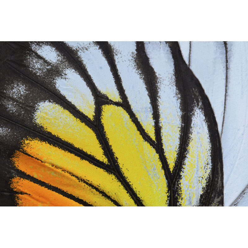 Butterfly Wing - Wrapped Canvas Print, 30cm H x 46cm W x 3.8cm D