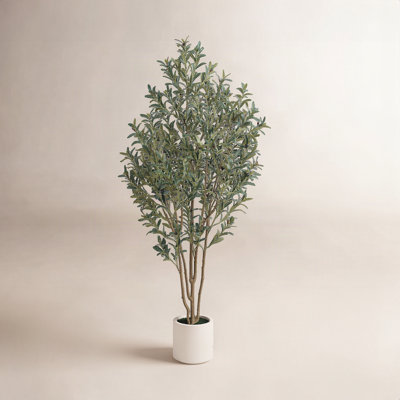 George Olive Tree in Planter