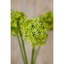 Arrangement-128130319-128130320