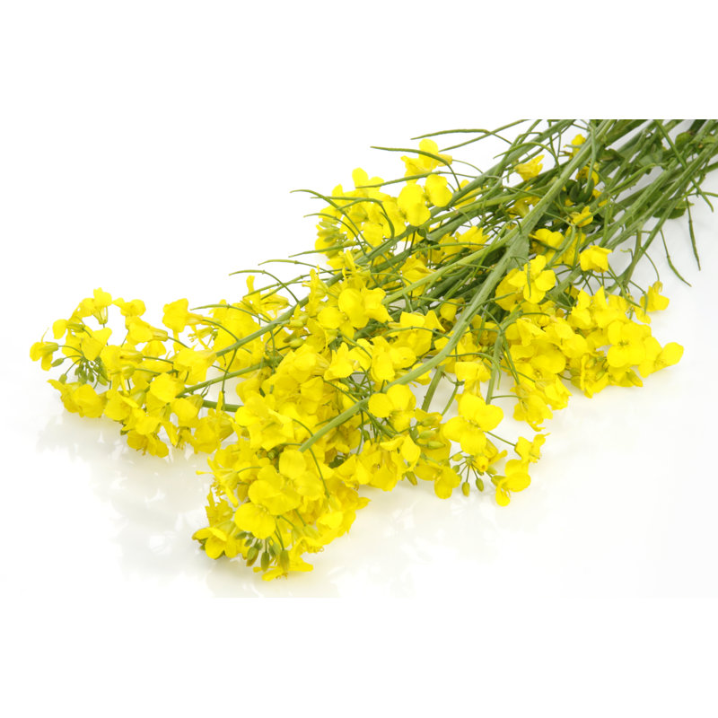 Delicate Bright Yellow Flowers On White Surface by Julia August - Wrapped Canvas Print, 30cm H x 46cm W x 3.8cm D