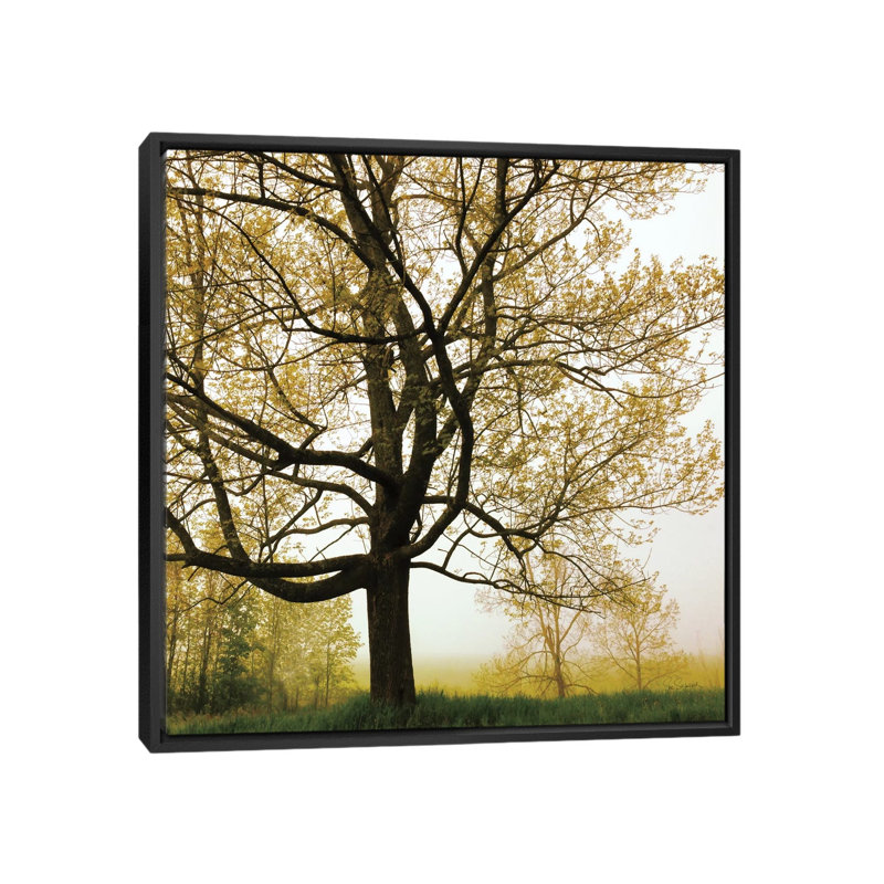 " Morning Tree " by Sue Schlabach, 26" H x 26" W x 1.5" D, Black Framed Canvas