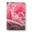 Petals Of A Pink Rose - Wrapped Canvas-56640191