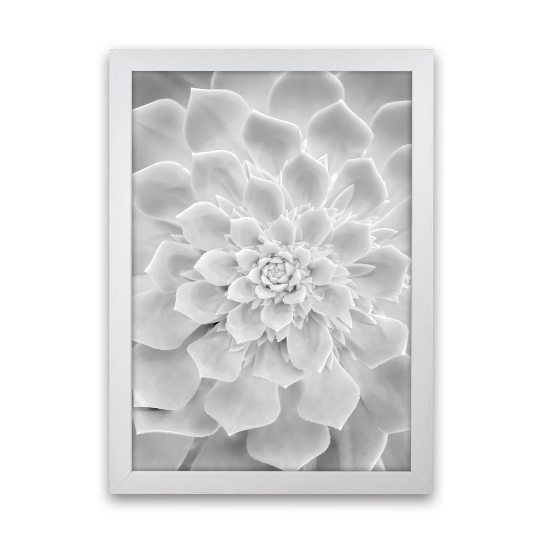 White Succulent Plant by Victoria Frost - Photograph Print