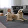 Schnabel Solid Colour Area Rug