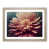 Oak Framed selected