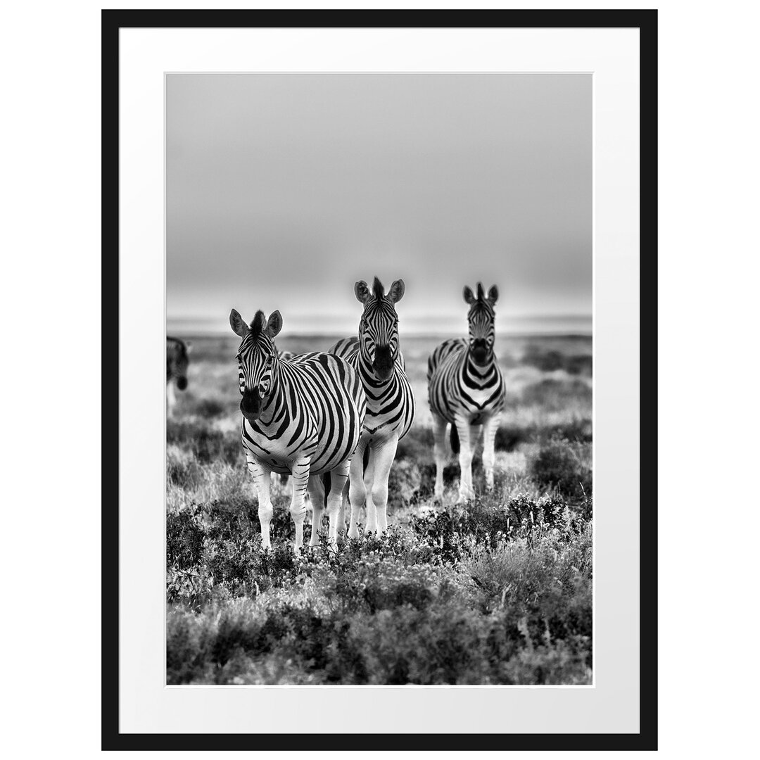 Gerahmtes Poster Zebras in Savanne