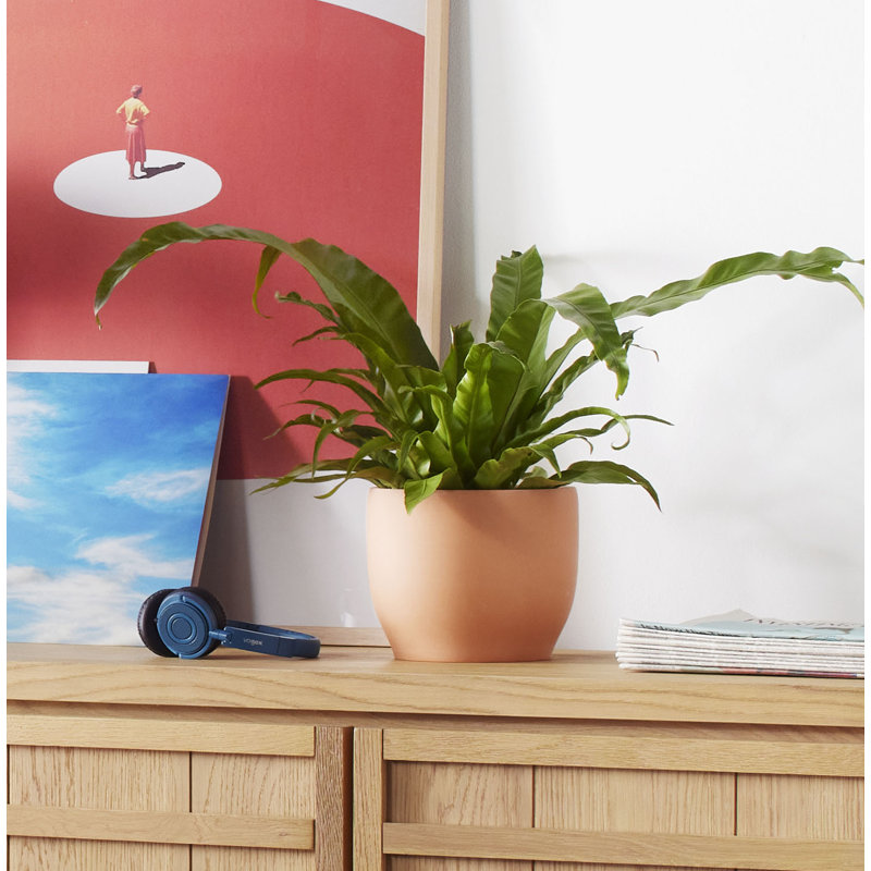 Parsons Handmade Ceramic Pot Planter, 11.75" H x 12" W x 12" D, Terracotta